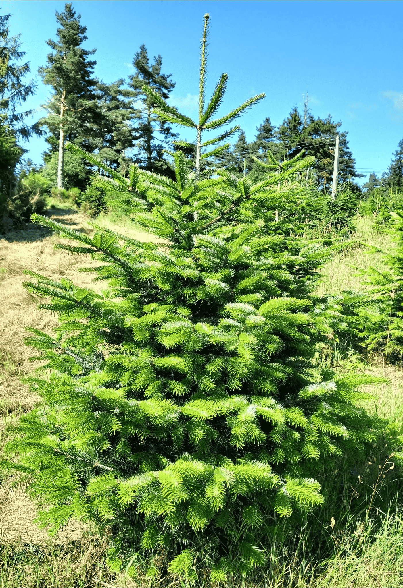Sapin Nordmann