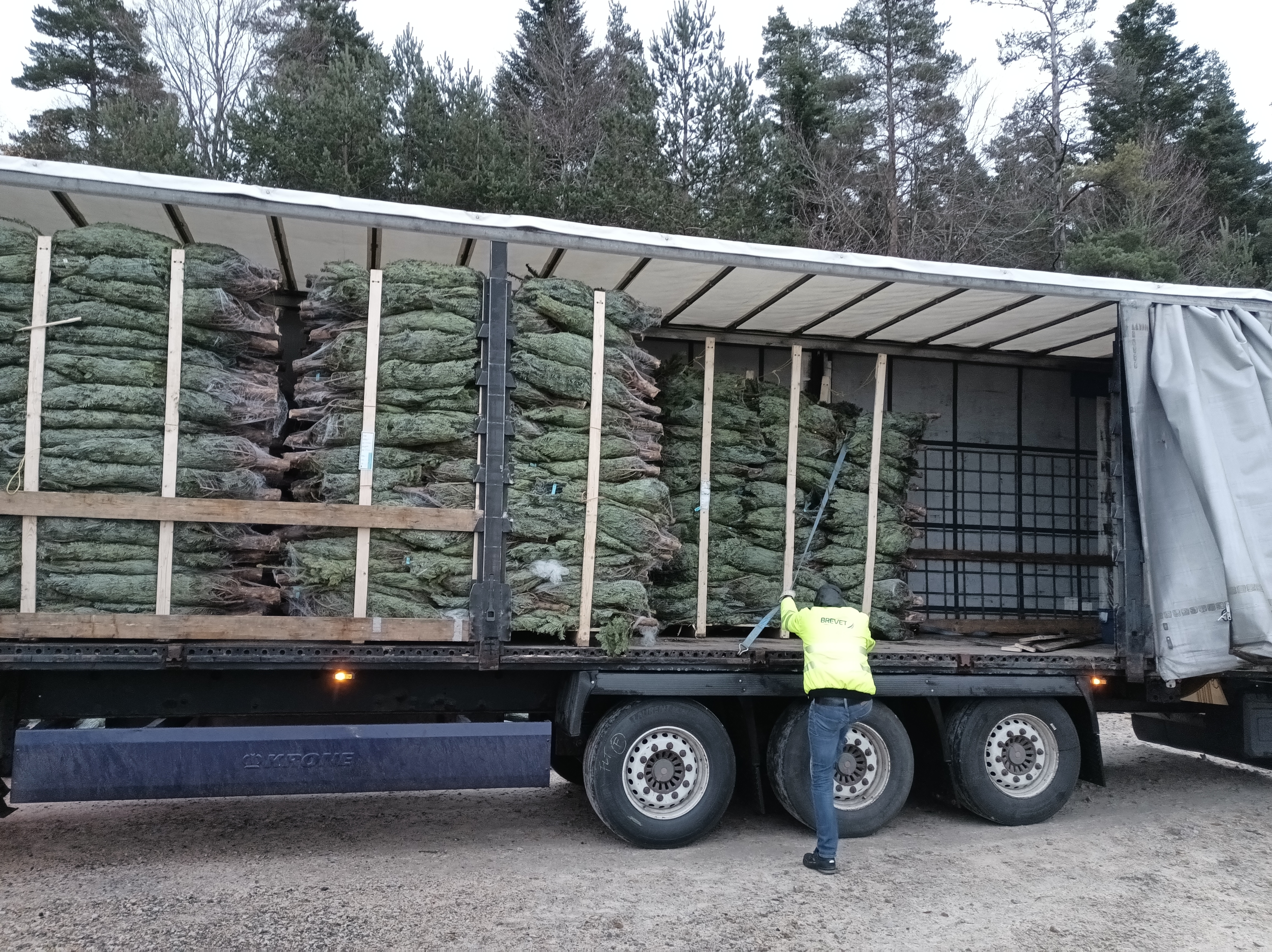 Chargement de sapins de Noël — Les Sapins d'Ardèche